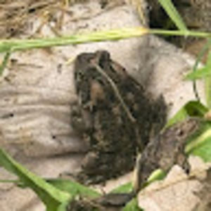 Meet your Posher, Chey